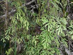 Lycopodium volubile. Plants showing flattened sterile branches and clusters of pendulous strobili borne on branching stems.
 Image: L.R. Perrie © Leon Perrie CC BY-NC 4.0